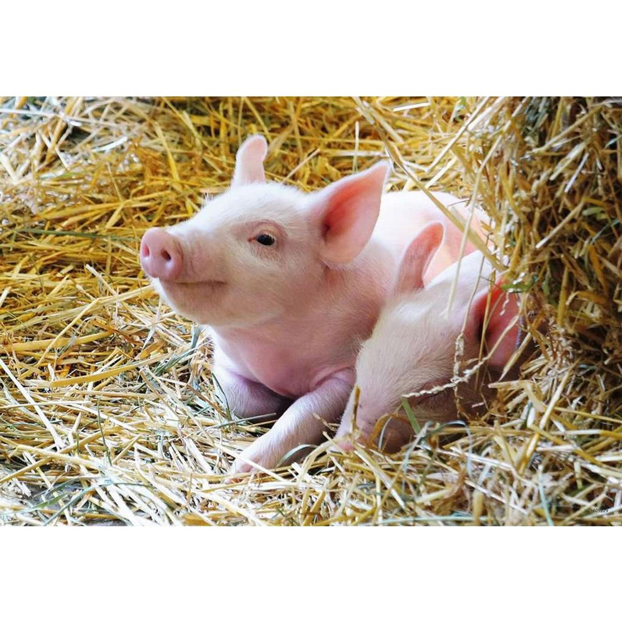 Ravensburger puzzel boerderijdieren - legpuzzel - 2x12 stukjes