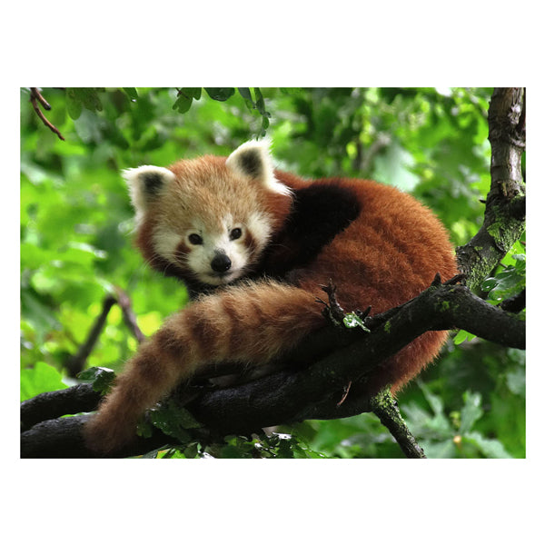 Ravensburger puzzel rode panda legpuzzel - 500 stukjes dieren.