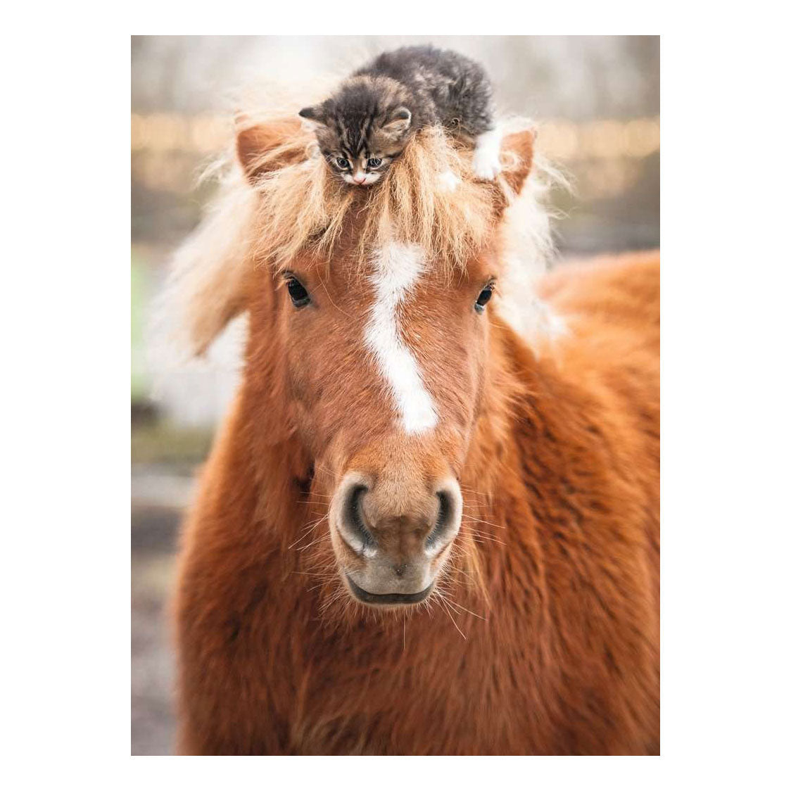 Ravensburger – pony and cat – legpuzzel – 500 stukjes