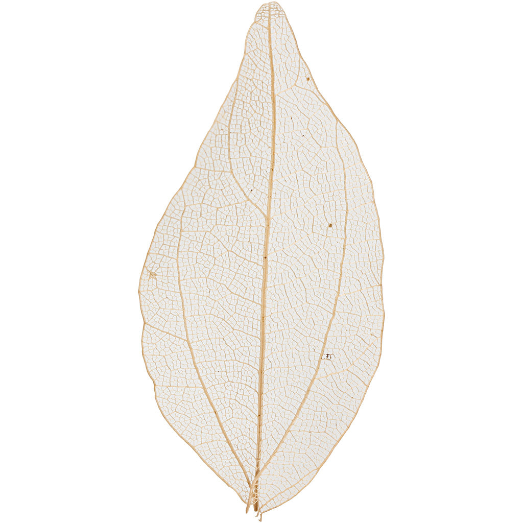 Creativ company https: www.cchobby.nl skeleton-leaves-l-4-5-8-cm-naturel-20-stuk-1-doos