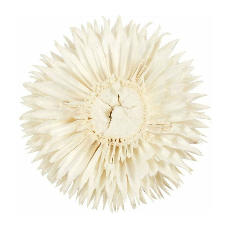 Creativ company https: www.cchobby.nl gedroogde-bloemen-d-3-5-cm-6-stuk-1-doos