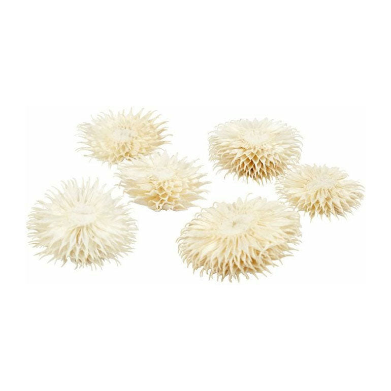 Creativ company https: www.cchobby.nl gedroogde-bloemen-d-3-5-cm-6-stuk-1-doos