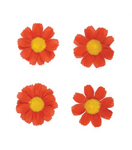 Basil flower 4 magrietjes rood 50188