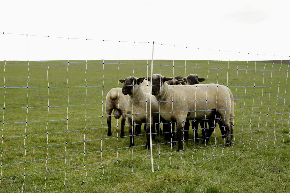 Ako producten reserve paal enkele pen voor wolf afweernet