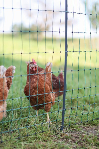 Ako producten poultrynet premium wel elektrificeerbaar 50m 2