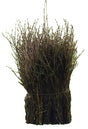 Eurotools rijsbezem bruin 75cm
