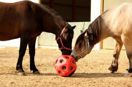 Producten voeder speel bal rood