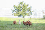 Ako producten poultrynet premium niet elektrificeerbaar 50m enkele pen