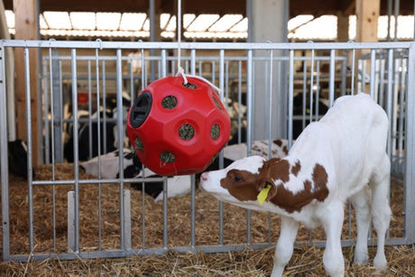 Producten voeder speel bal rood