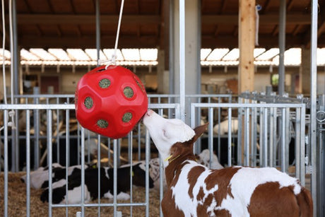 Producten voeder speel bal rood