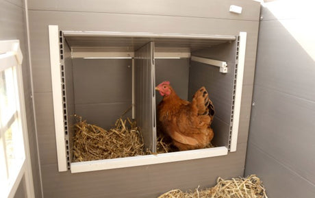 Producten kippenhok eco stal kunststof barney