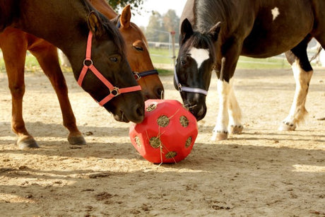 Producten voeder speel bal rood