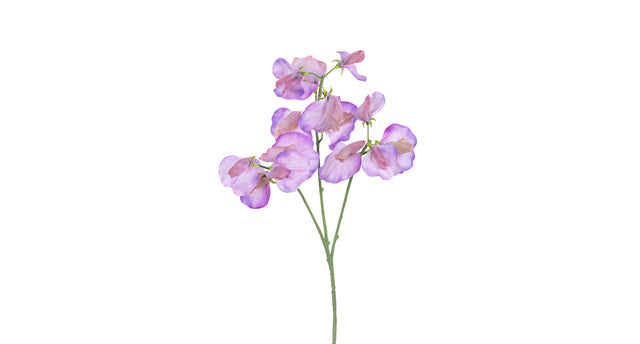 Lathyrus l68cm paars