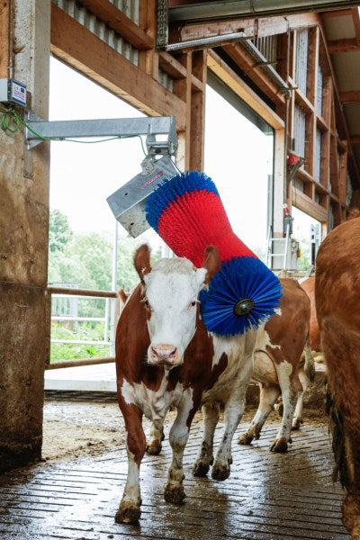 Producten happycow koeborstel maxiswing