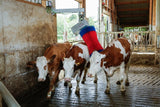 Producten happycow koeborstel maxiswing