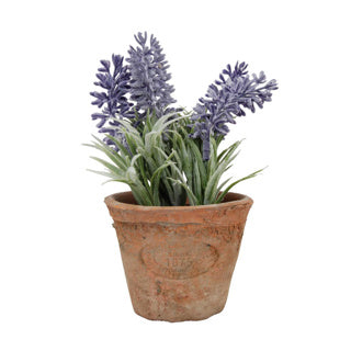 Lavendel in pot | 3 stuks