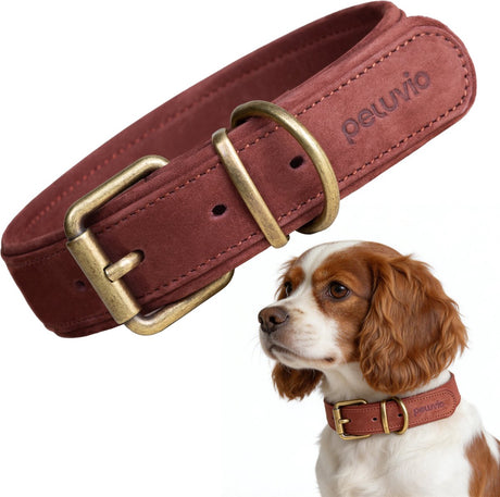 Peluvio rexor – leren hondenhalsband – bruin – s-m 30,5-38 cm – 3 cm breed – verstelbare halsband van rundleer – koperen gesp – voor kleine en middelgrote honden