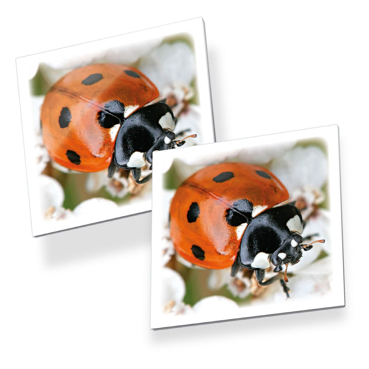 Tactic memory - kaartspel - memo - insecten