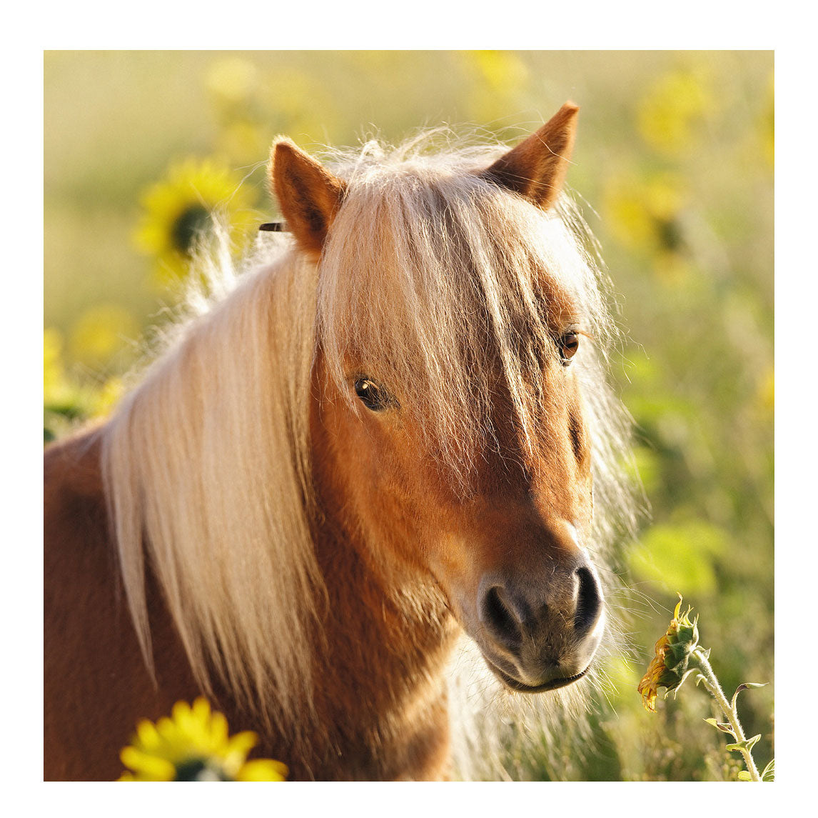 Ravensburger - Schattige Pony's 3x49st.