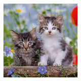 Ravensburger puzzel katten - 3x49 stukjes - kinderpuzzel