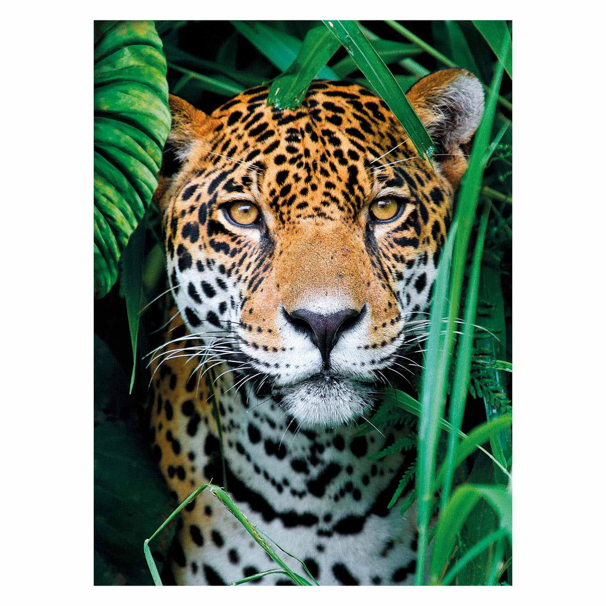 Clementoni puzzel jaguar in de jungle, 500st.