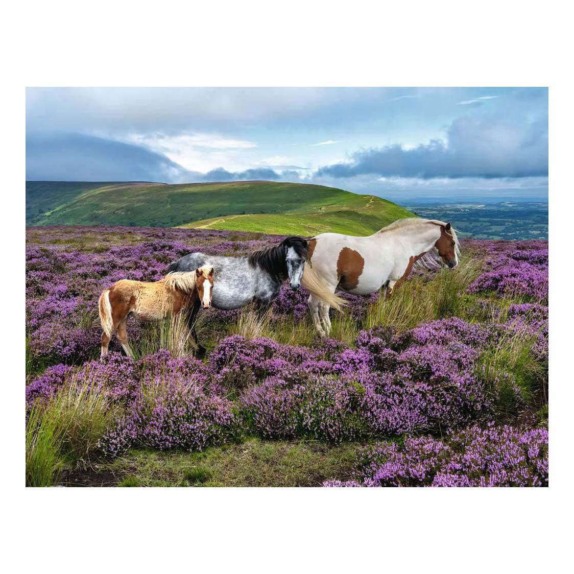 Ravensburger legpuzzel wild horses in the heather - 2000st.