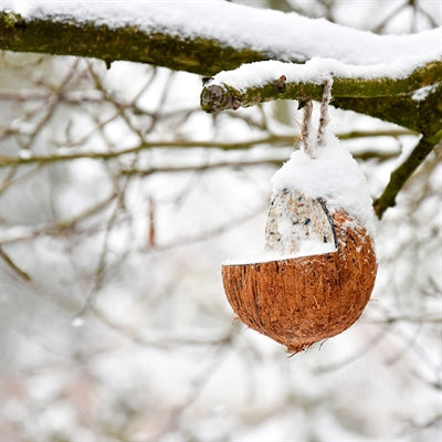 Best for birds Kokosnoot gevuld met vet