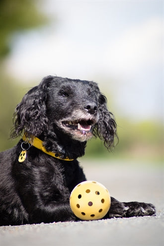 Trixie Gatenbal natuurrubber met bel voor blinde of gehandicapte hond