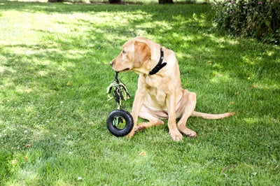 Happy pet Grrrelli tyre tugger zwart groen