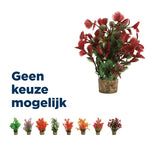 Zolux Ornament vergréissert Planz op Steen spitzen Assorted