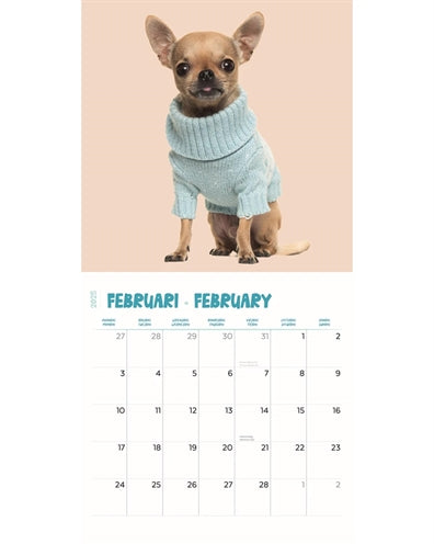 Kalender chihuahua studio 2025