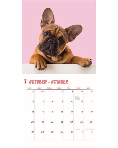 Kalender frenchies studio 2025