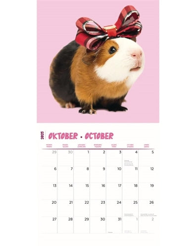 Kalender cavia's studio 2025