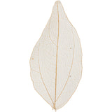 Creativ company https: www.cchobby.nl skeleton-leaves-l-4-5-8-cm-naturel-20-stuk-1-doos