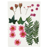 Creativ company http: www.cchobby.nl gedroogde-bloemen-en-bladeren-ca-19-stuk-lichtrood-1-doos