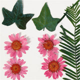 Creativ company http: www.cchobby.nl gedroogde-bloemen-en-bladeren-ca-19-stuk-lichtrood-1-doos