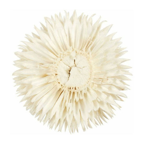 Creativ company https: www.cchobby.nl gedroogde-bloemen-d-3-5-cm-6-stuk-1-doos
