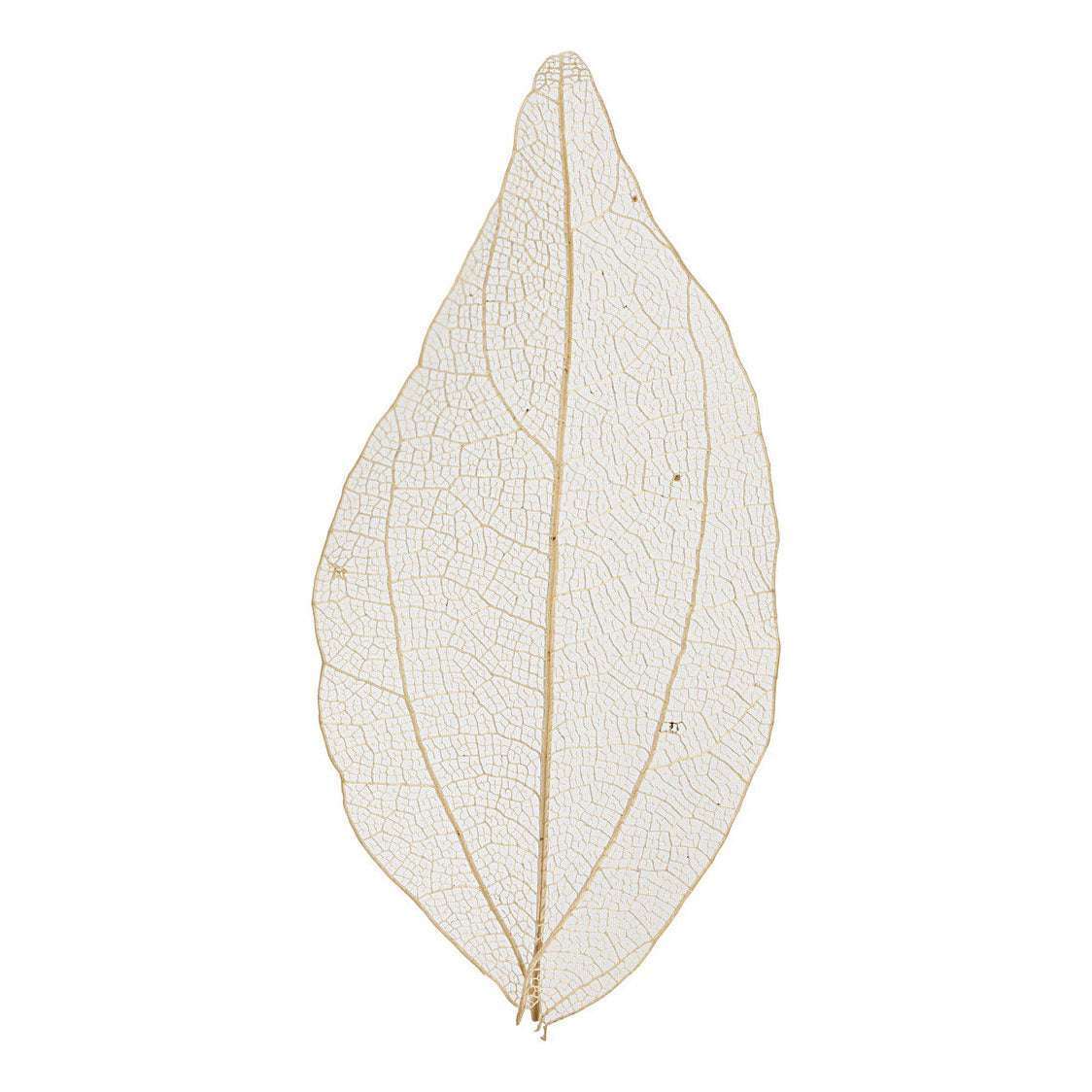 Creativ company https: www.cchobby.nl skeleton-leaves-l-4-5-8-cm-naturel-20-stuk-1-doos