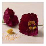 Creativ company https: www.cchobby.nl mini-hobbyset-crepepapier-klaprozen-crepe-verhouding-180-105-gr-1-doos