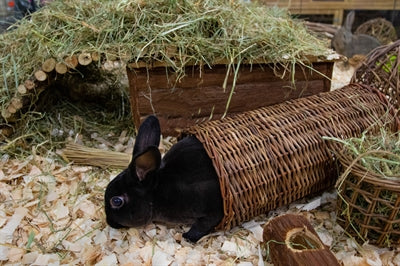 Happy pet Wilgen tunnel