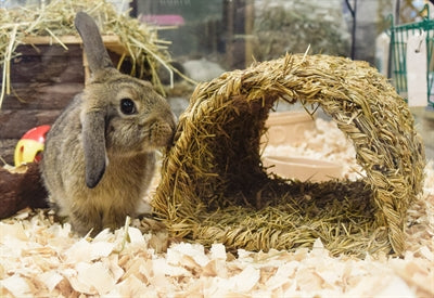 Happy pet grassy tunnel