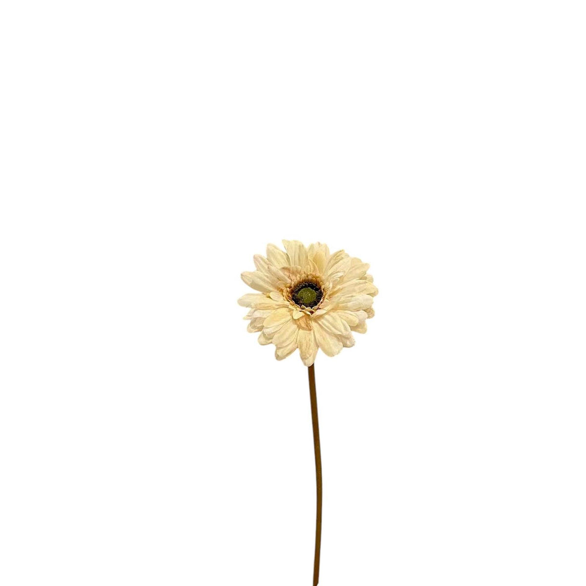 Roberts collection gerbera 50cm crã©me