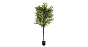 Olive tree h 230 cm