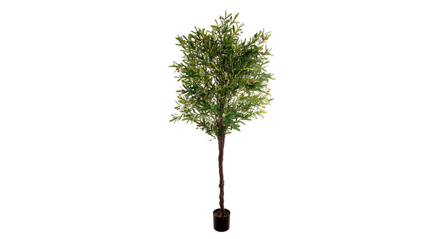 Olive tree h 230 cm