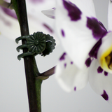 Connex clips voor orchideen 30st - flor78840