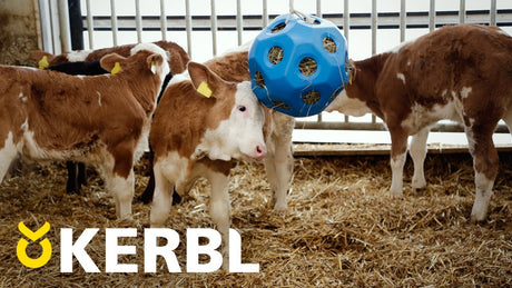 Producten voeder speel bal blauw