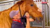 Heiniger producten scheermachine progress paard 2331tds